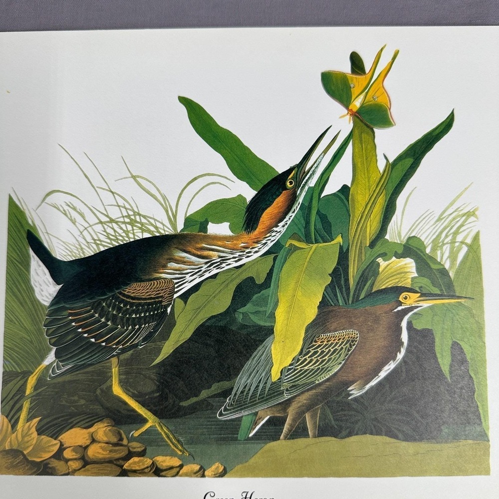 1950 Vintage Print Green Heron American Bird Art Illustration Audubon 8x11 - Picture 2 of 6